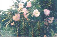 , ,  (datura, brugmansia)